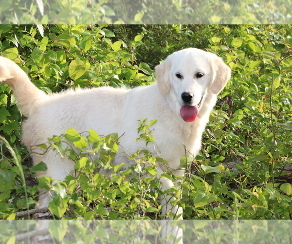 Medium Photo #3  Breeder Profile in DONIPHAN, MO, USA