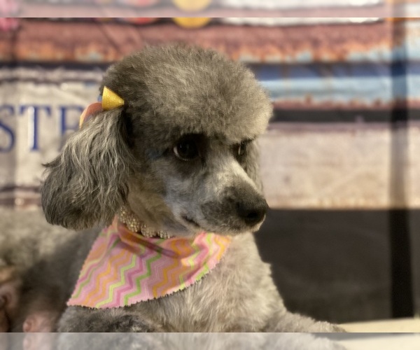 Medium Photo #4  Breeder Profile in ACWORTH, GA, USA
