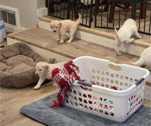 Medium Photo #16  Breeder Profile in FAYETTEVILLE, GA, USA