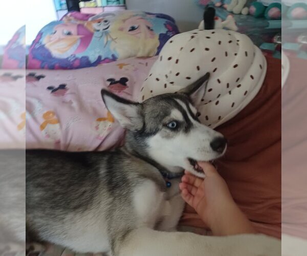 Medium Photo #17  Breeder Profile in EDMORE, MI, USA