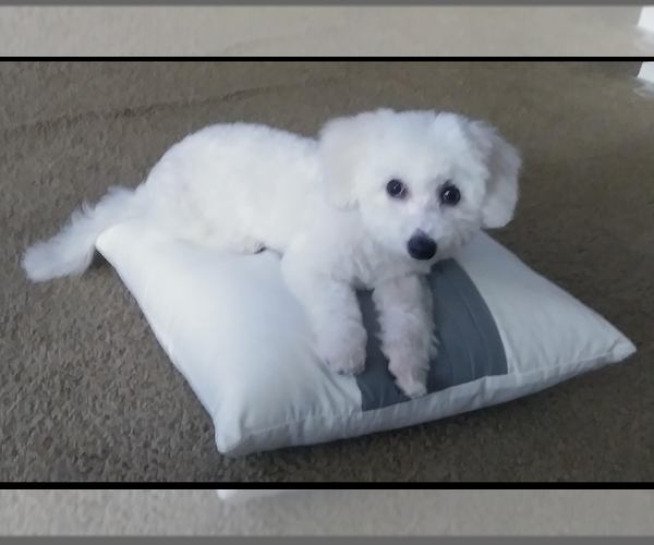 Medium Photo #1  Breeder Profile in ORLANDO, FL, USA