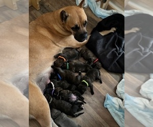 Cane Corso Dog Breeder in SPRING LAKE,  USA