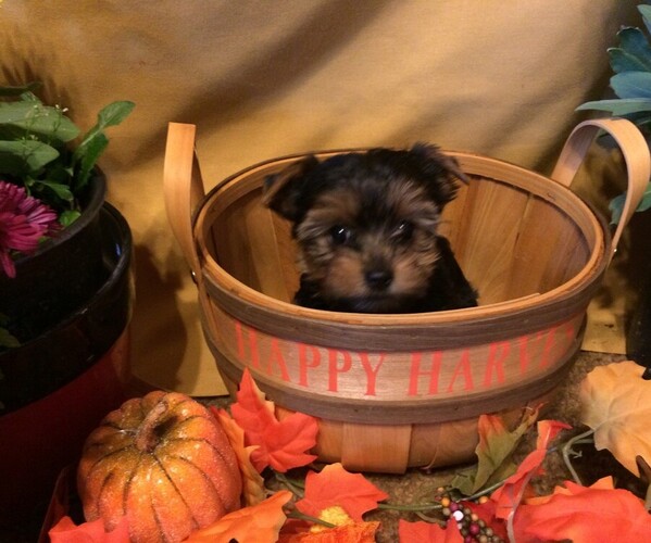 Medium Photo #6  Breeder Profile in PEYTON, CO, USA