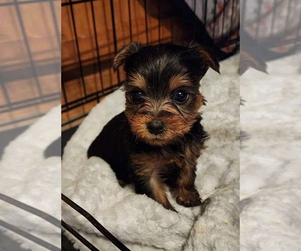 Medium Photo #1  Breeder Profile in NEWAYGO, MI, USA