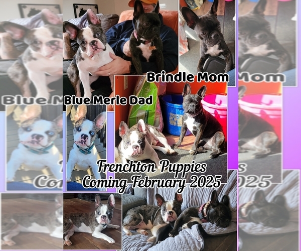 Medium Photo #1  Breeder Profile in BETHEL, PA, USA