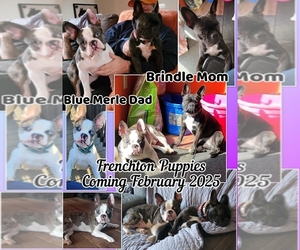 Faux Frenchbo Bulldog Dog Breeder near BETHEL, PA, USA