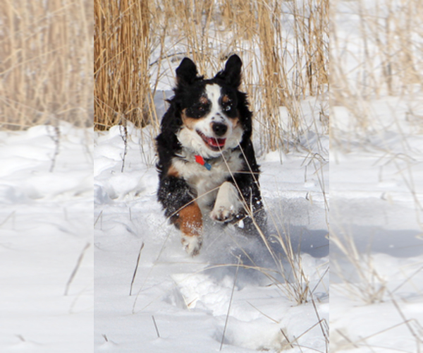Medium Photo #1  Breeder Profile in GRAND JUNCTION, CO, USA