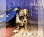 Small #11 Breeder Profile image