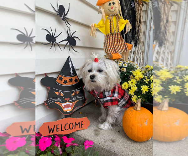 Medium Photo #23  Breeder Profile in FARMINGTON, MN, USA