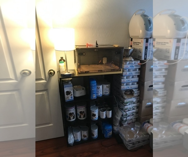 Medium Photo #2  Breeder Profile in PHOENIX, AZ, USA