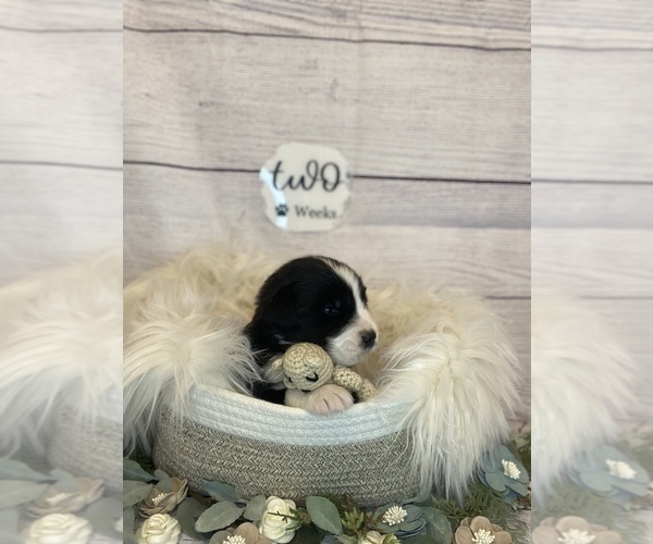 Medium Photo #1  Breeder Profile in WARREN, OR, USA