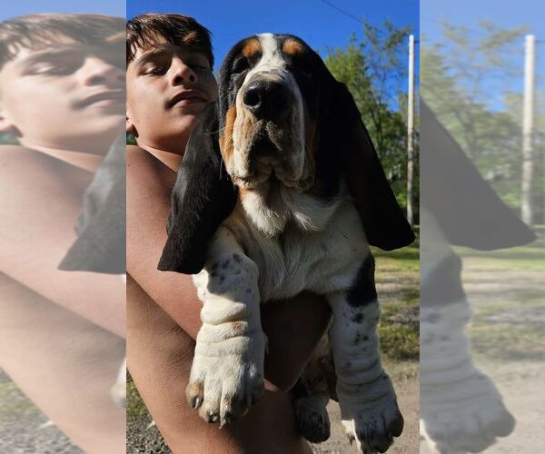 Medium Photo #5  Breeder Profile in CAMERON, OK, USA