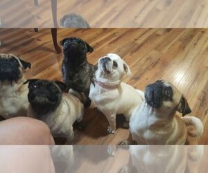 Pug Dog Breeder near SALEM, OR, USA