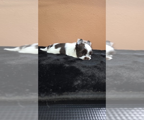 Medium Photo #4  Breeder Profile in PHOENIX, AZ, USA