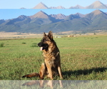 Small Photo #1  Breeder Profile in HORN CREEK, CO, USA