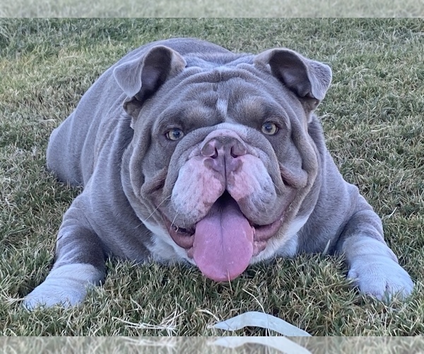 Medium Photo #1  Breeder Profile in TUCSON, AZ, USA