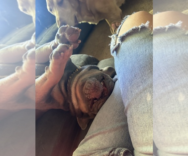 Medium Photo #10  Breeder Profile in BIG RAPIDS, MI, USA