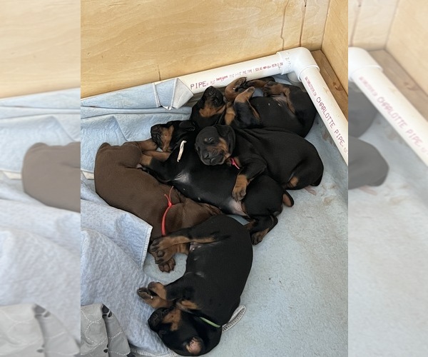 Medium Photo #14  Breeder Profile in PHOENIX, AZ, USA