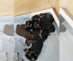 Small #13 Breeder Profile image