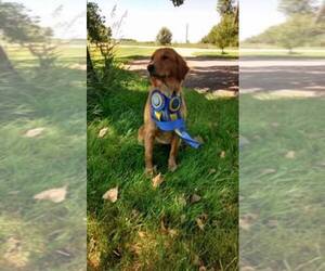 Golden Retriever Dog Breeder near BARRETT, MN, USA