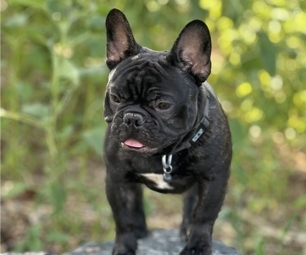 Medium Photo #7  Breeder Profile in BRIGHTON, CO, USA