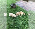 Small #2 Breeder Profile image