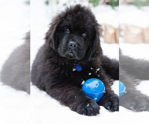 Newfoundland Dog Breeder in MEDINA,  USA