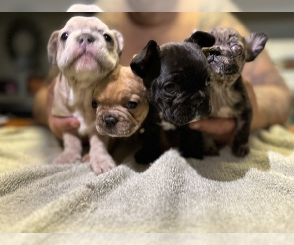 Medium Photo #40  Breeder Profile in GRIFFIN, GA, USA