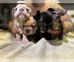 Small #39 Breeder Profile image