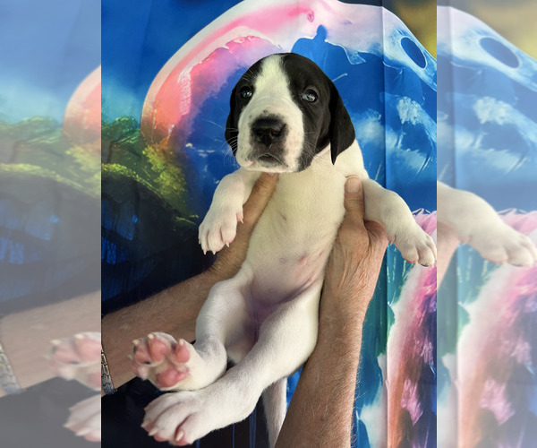 Medium Photo #5  Breeder Profile in ORR, MN, USA