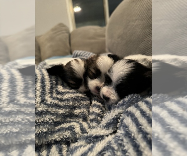 Medium Photo #1  Breeder Profile in LAVEEN, AZ, USA