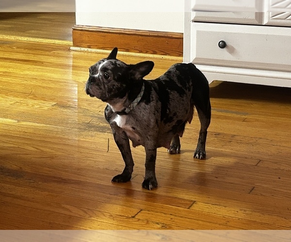 Medium Photo #12  Breeder Profile in BUCHANAN, VA, USA