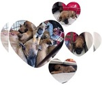 Small #3 Breeder Profile image