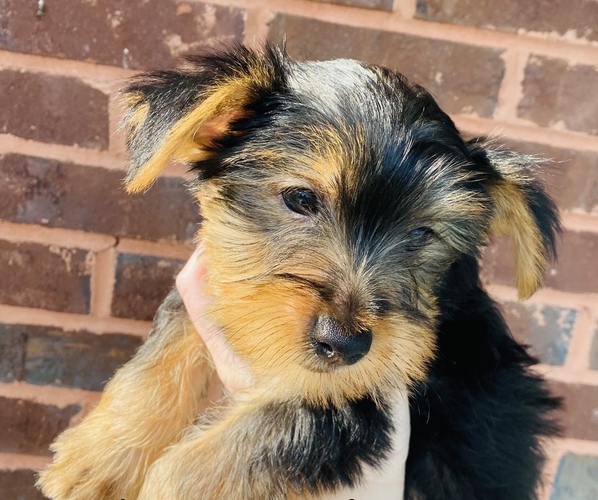 Medium Photo #1  Breeder Profile in LAWRENCEBURG, TN, USA