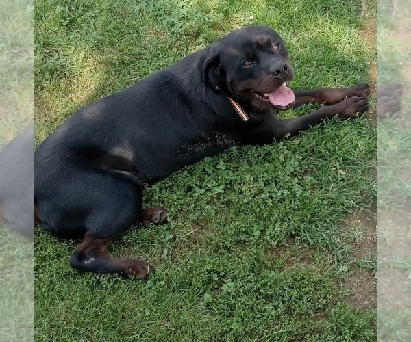 Medium Photo #1  Breeder Profile in CASSVILLE, MO, USA