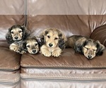 Small #22 Breeder Profile image