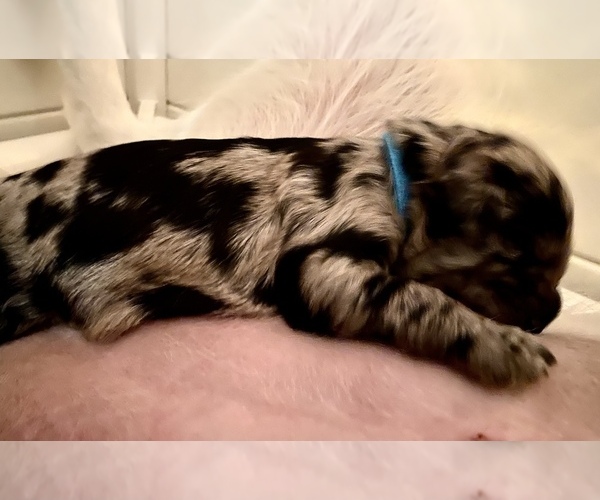 Medium Photo #1  Breeder Profile in SAINT AUGUSTINE, FL, USA