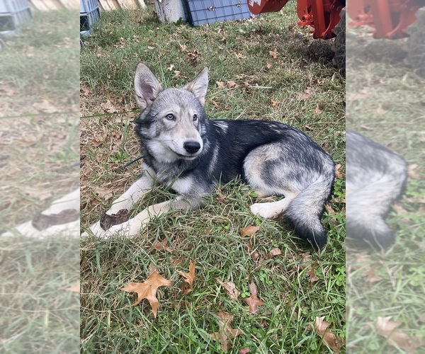 Medium Photo #1  Breeder Profile in ROANOKE, VA, USA
