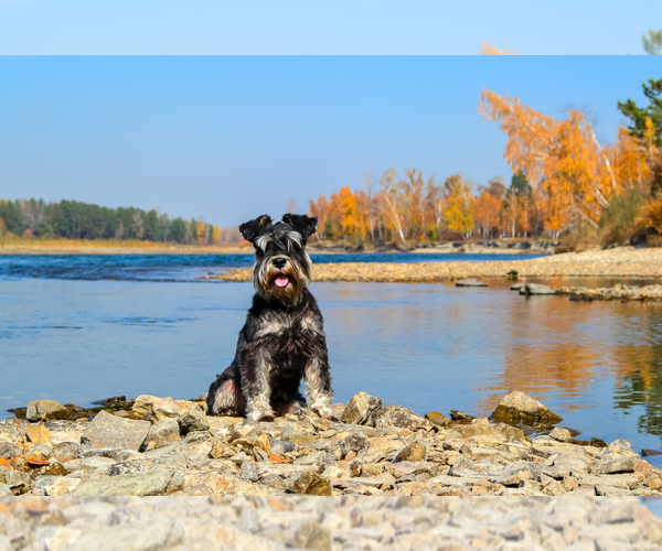 Medium Photo #1  Breeder Profile in SCOTTSDALE, AZ, USA