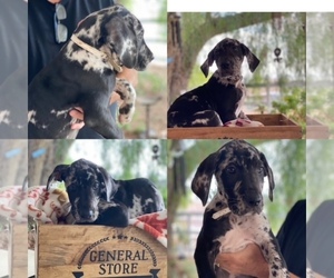 Great Dane Dog Breeder in MENIFEE,  USA