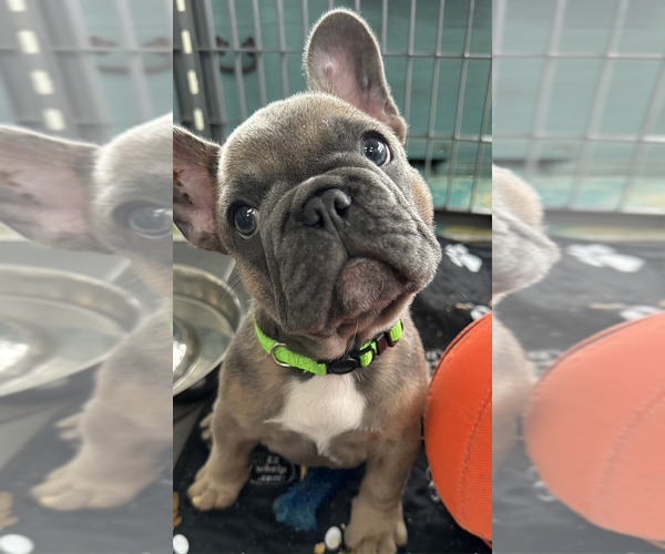 Medium Photo #1  Breeder Profile in JACKSONVILLE, FL, USA