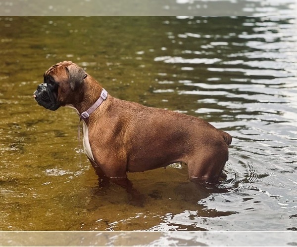 Medium Photo #5  Breeder Profile in CONCORD, NH, USA