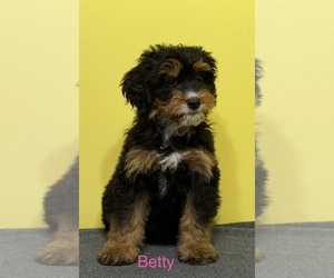 Bernedoodle (Miniature) Dog Breeder near KINGSPORT, TN, USA