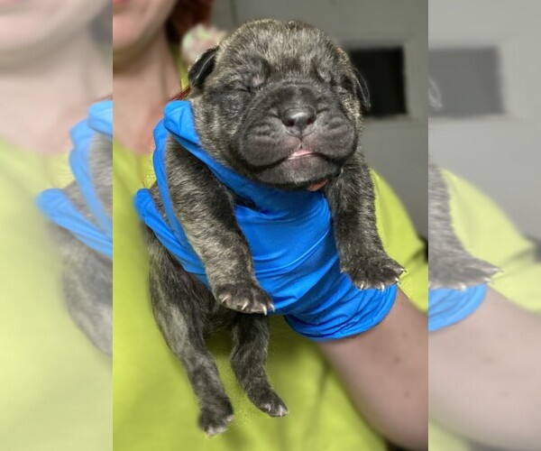 Medium Photo #1  Breeder Profile in ELVERSON, PA, USA