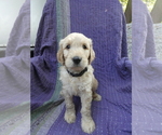 Small #22 Breeder Profile image