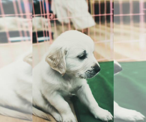Medium Photo #32  Breeder Profile in MALDEN, MA, USA