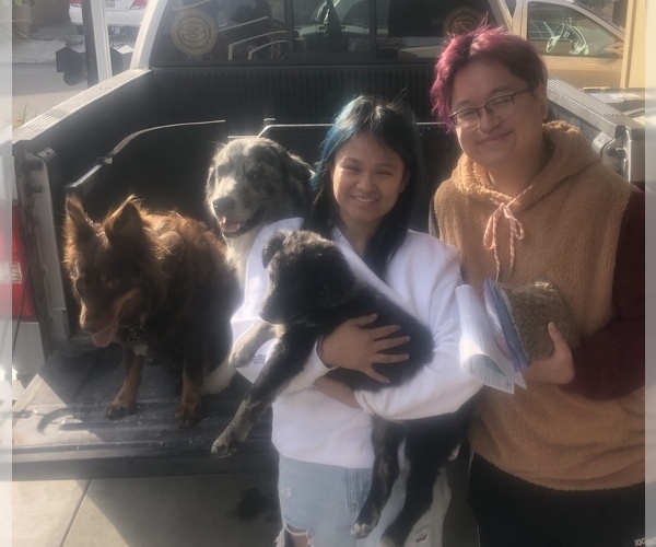 Medium Photo #80  Breeder Profile in SUNNYVALE, CA, USA