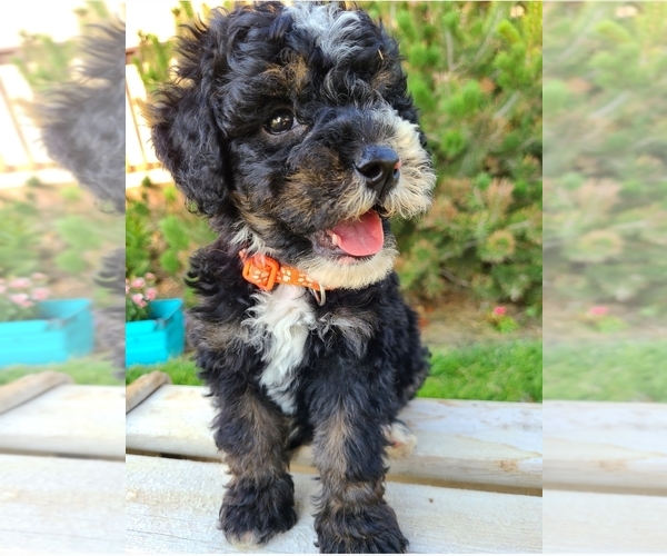 Medium Photo #1  Breeder Profile in PARMA, ID, USA