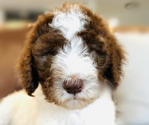 Goldendoodle Dog Breeder near FT LAUDERDALE, FL, USA
