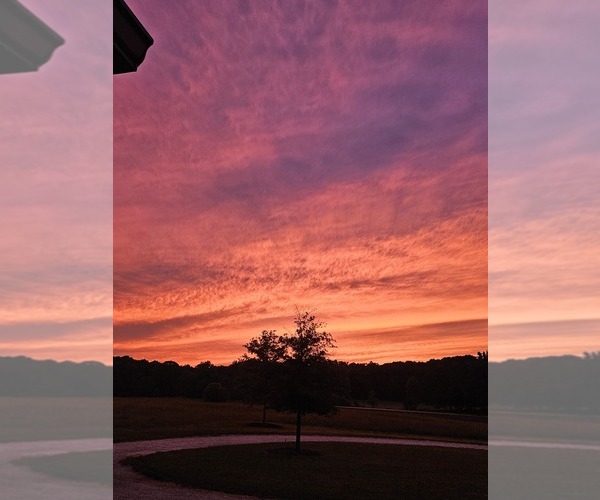 Medium Photo #1  Breeder Profile in CANON, GA, USA